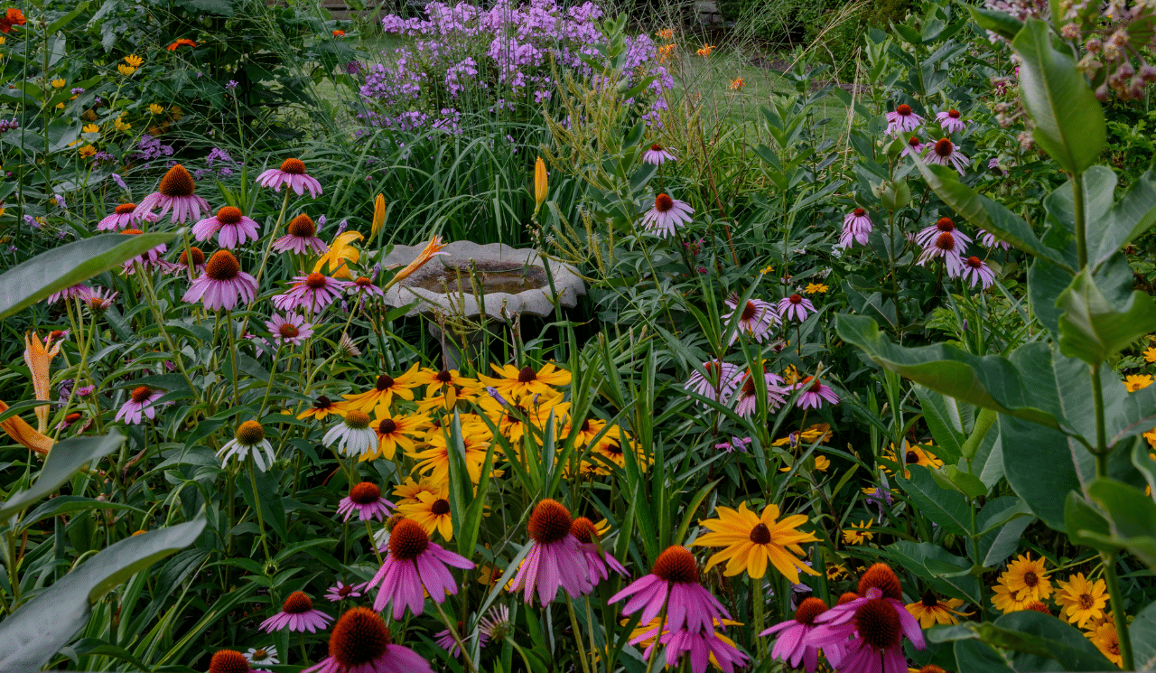 Adding a Touch of Elegance To Your Garden with Perennial Flowers