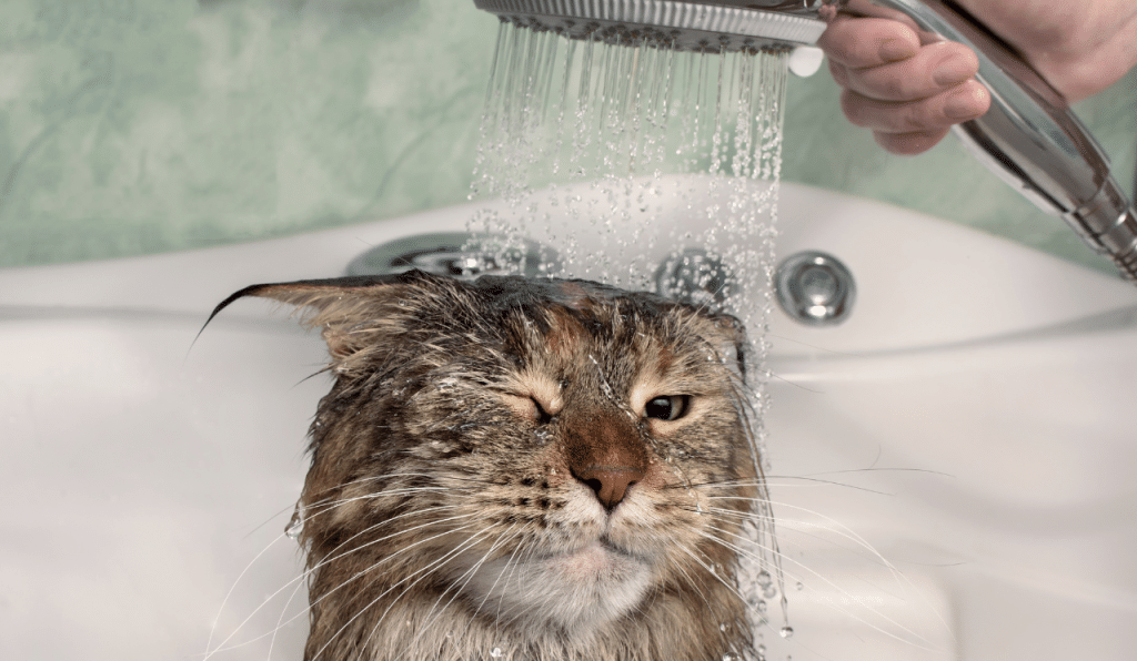 Best Ways To Bathe Your Cat