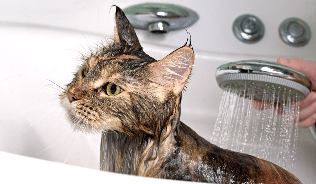 Best Ways To Bathe Your Cat At Home Homely Habitat