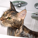 Best Ways To Bathe Your Cat