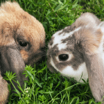 Introducing A Rabbit Into Your Home