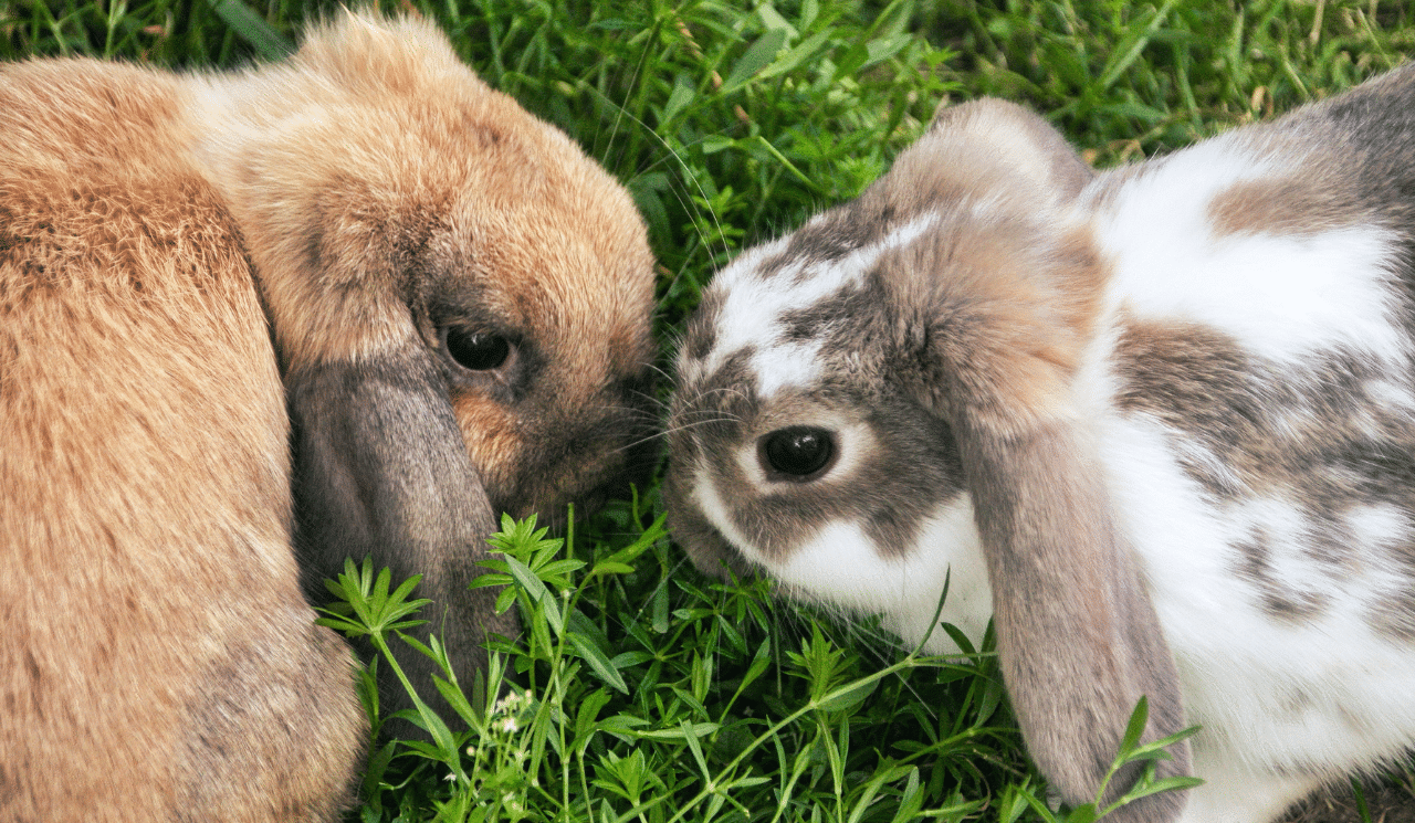 Introducing A Rabbit Or Two Into The Home