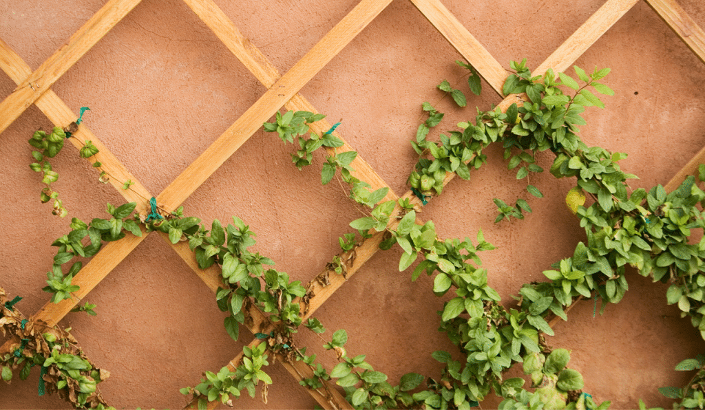 Top Tips For Using Vine Plants In The Garden Homely Habitat