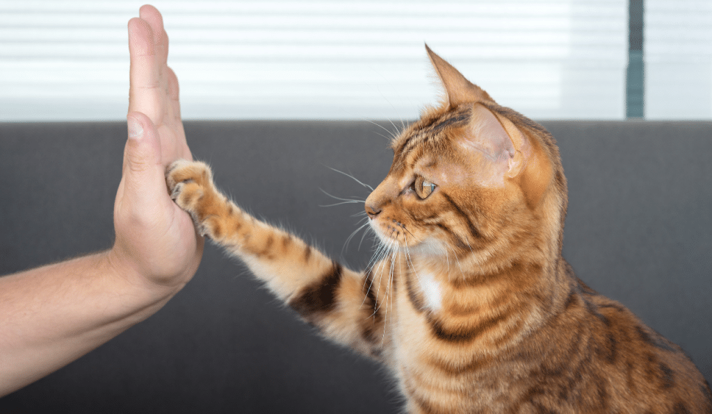 Using Positive Reinforcement To Train & Bond With Your Cat