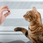 Using Positive Reinforcement To Train & Bond With Your Cat