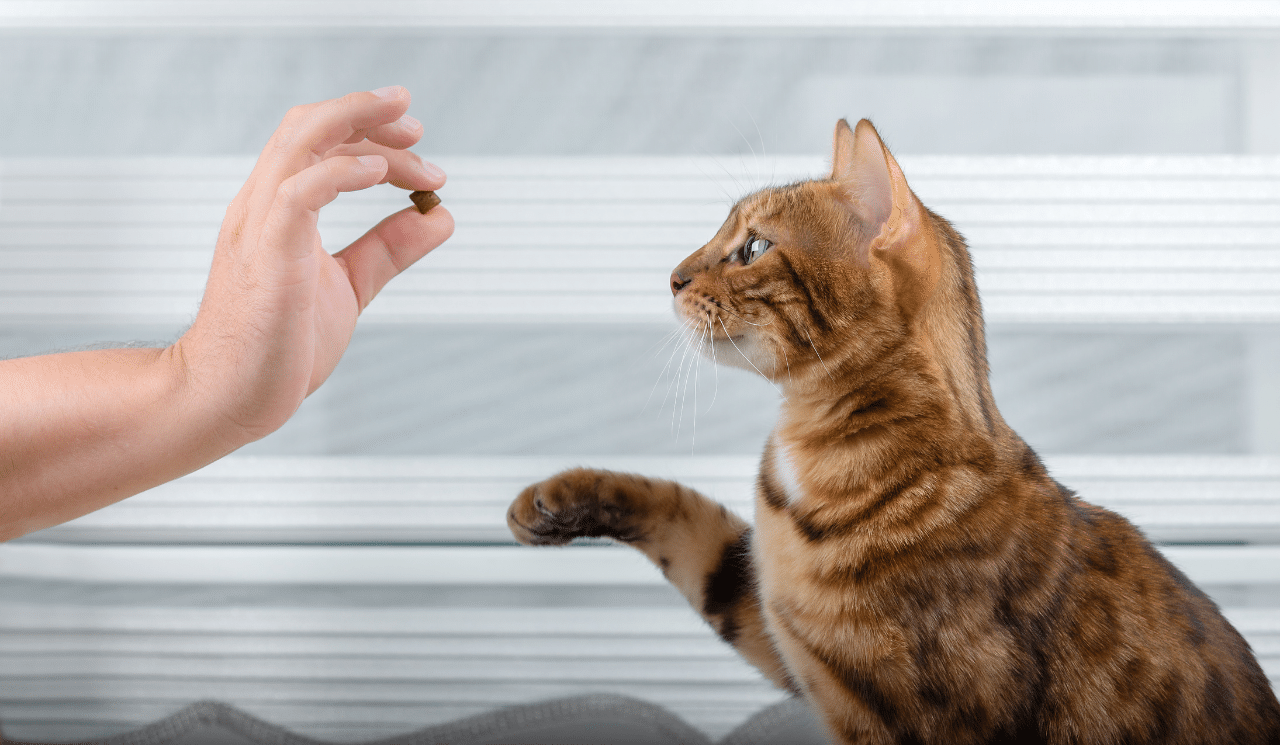 Using Positive Reinforcement To Train & Bond With Your Cat