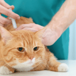 Why It's Important To Get Your Pets Vaccinated