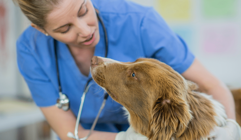 Why It's Important To Get Your Pets Vaccinated