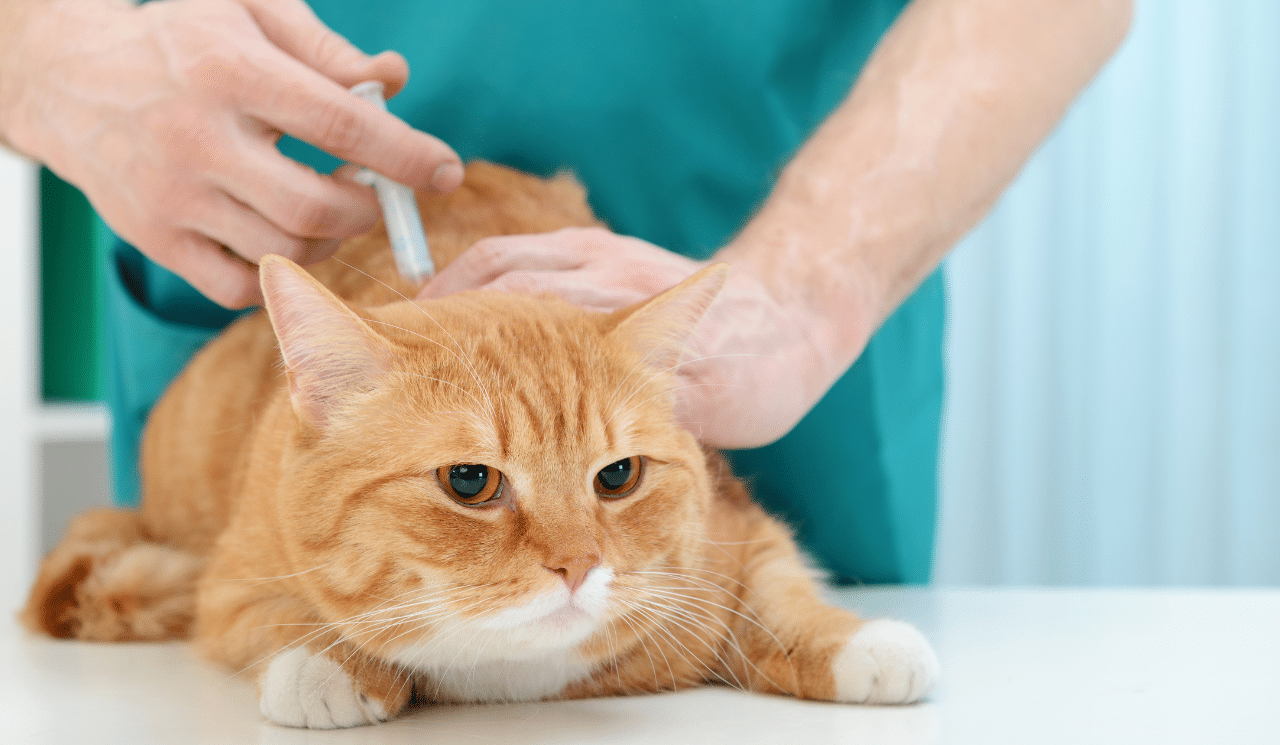 Why It’s Important To Get Your Pets Vaccinated