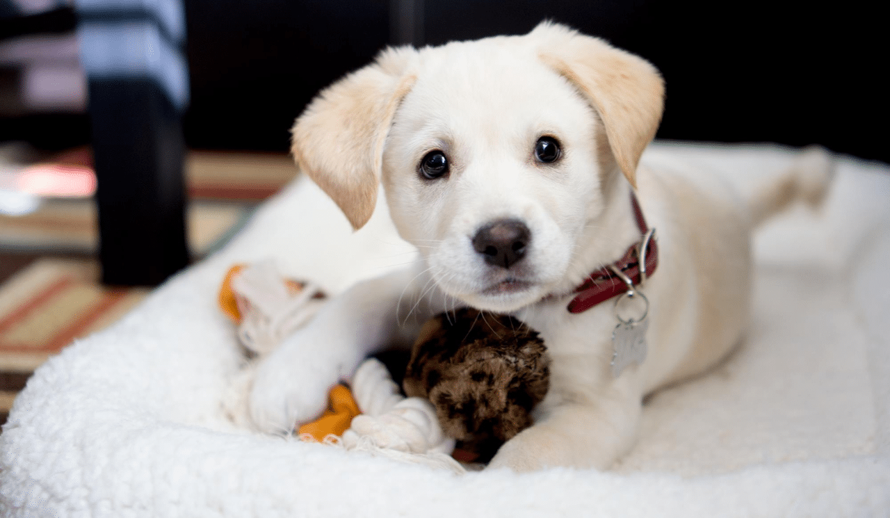 Do You Need To Puppy Proof Your Home For A New Dog?
