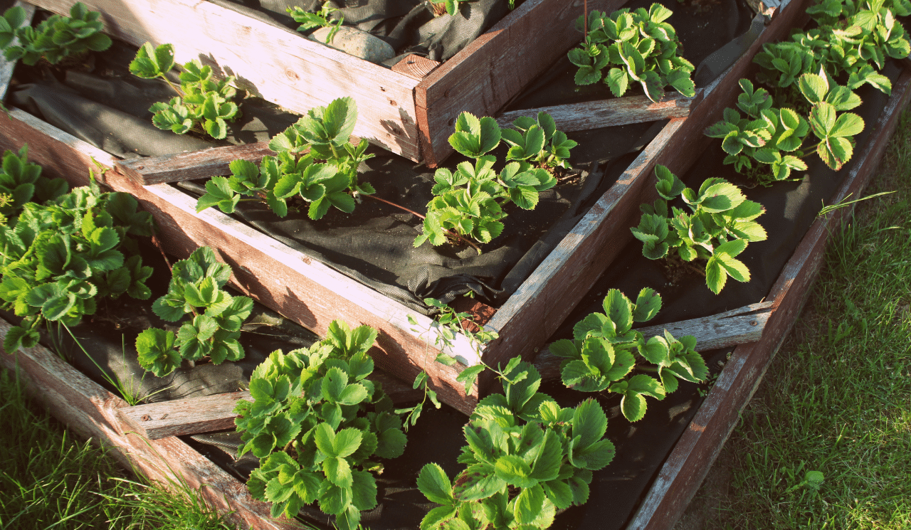 Saving Space In The Garden By Using Tiered Planters
