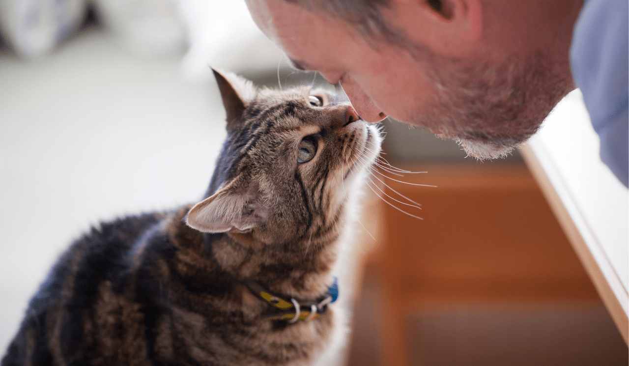 Signs That Mean That Your Cat Loves You