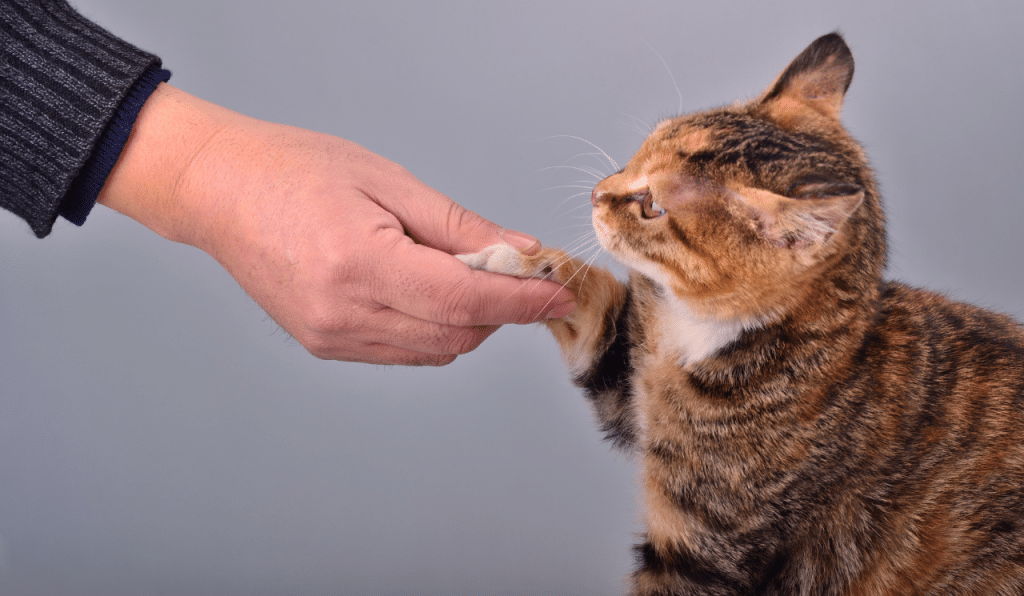 Signs That Mean That Your Cat Loves You