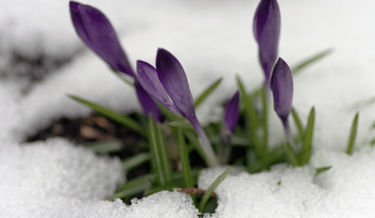 What Jobs Should You Do In The Garden During Winter?