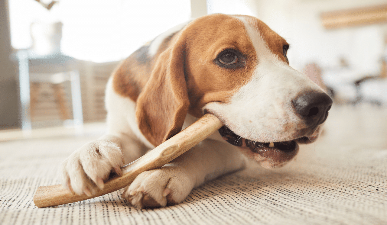 What Treats You Should Never Give Your Dog