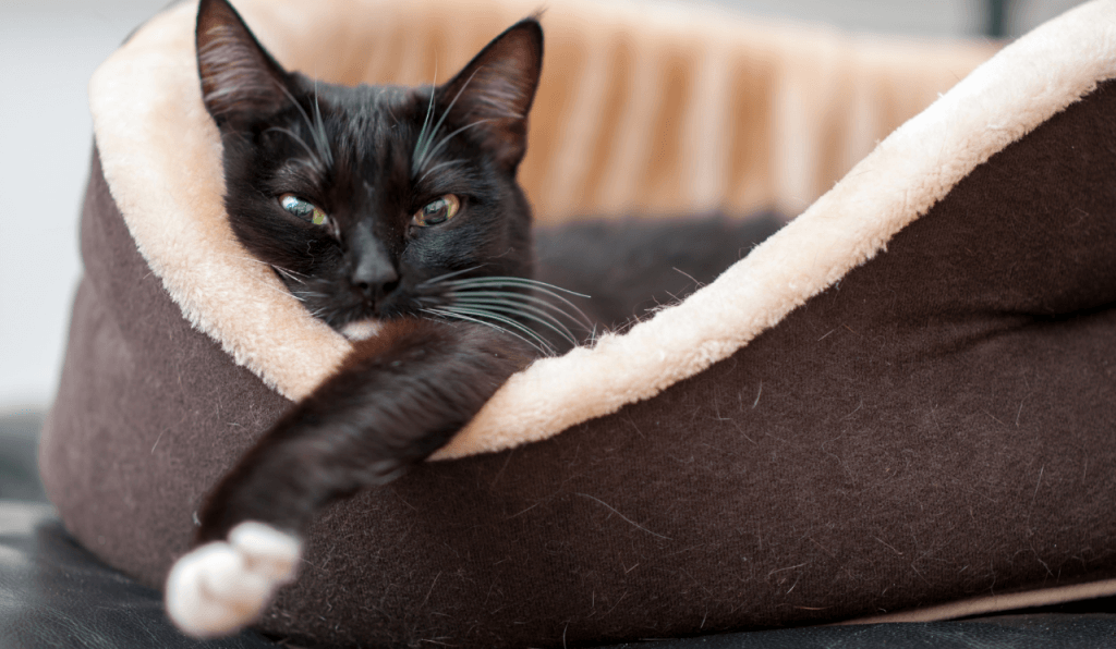 A black cat sleeping in its bed.