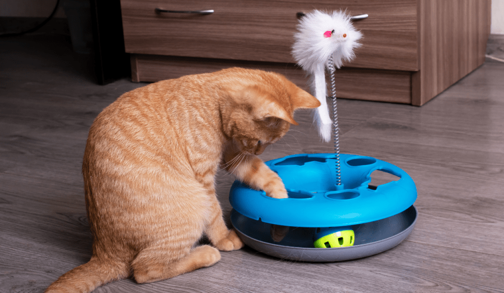 A ginger-haired kitten playing with an interactive toy by itself.