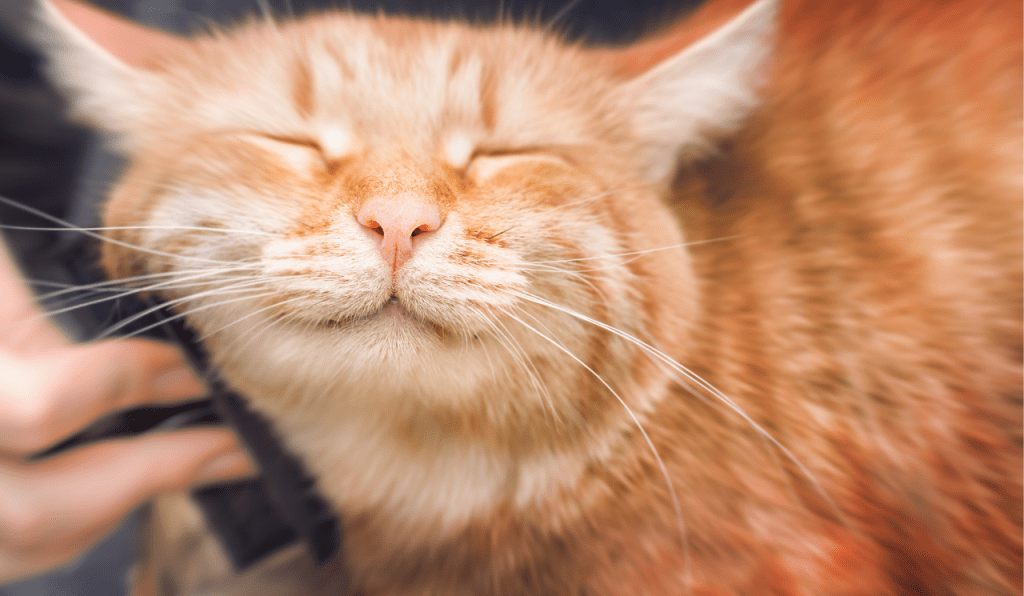 A ginger striped cat getting groomed with a brush, with the cat smiling.