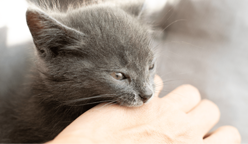 A grey kitten biting the hand of a person.