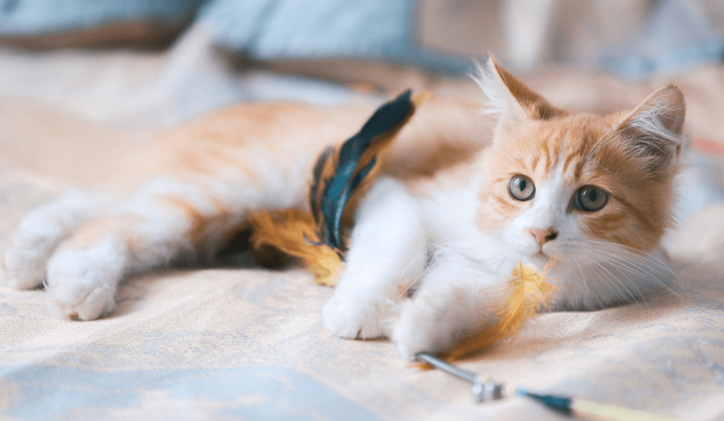 A kitten laying down, playing with a feather stick toy.