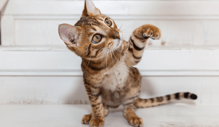 The Importance of Play for Kittens: A Guide to Preventing Unwanted Behavior