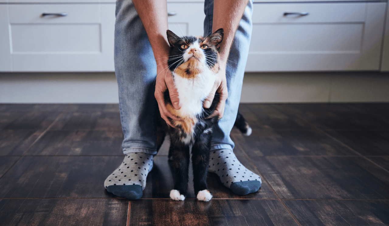 Tips For Welcoming A New Feline Friend Into The Home